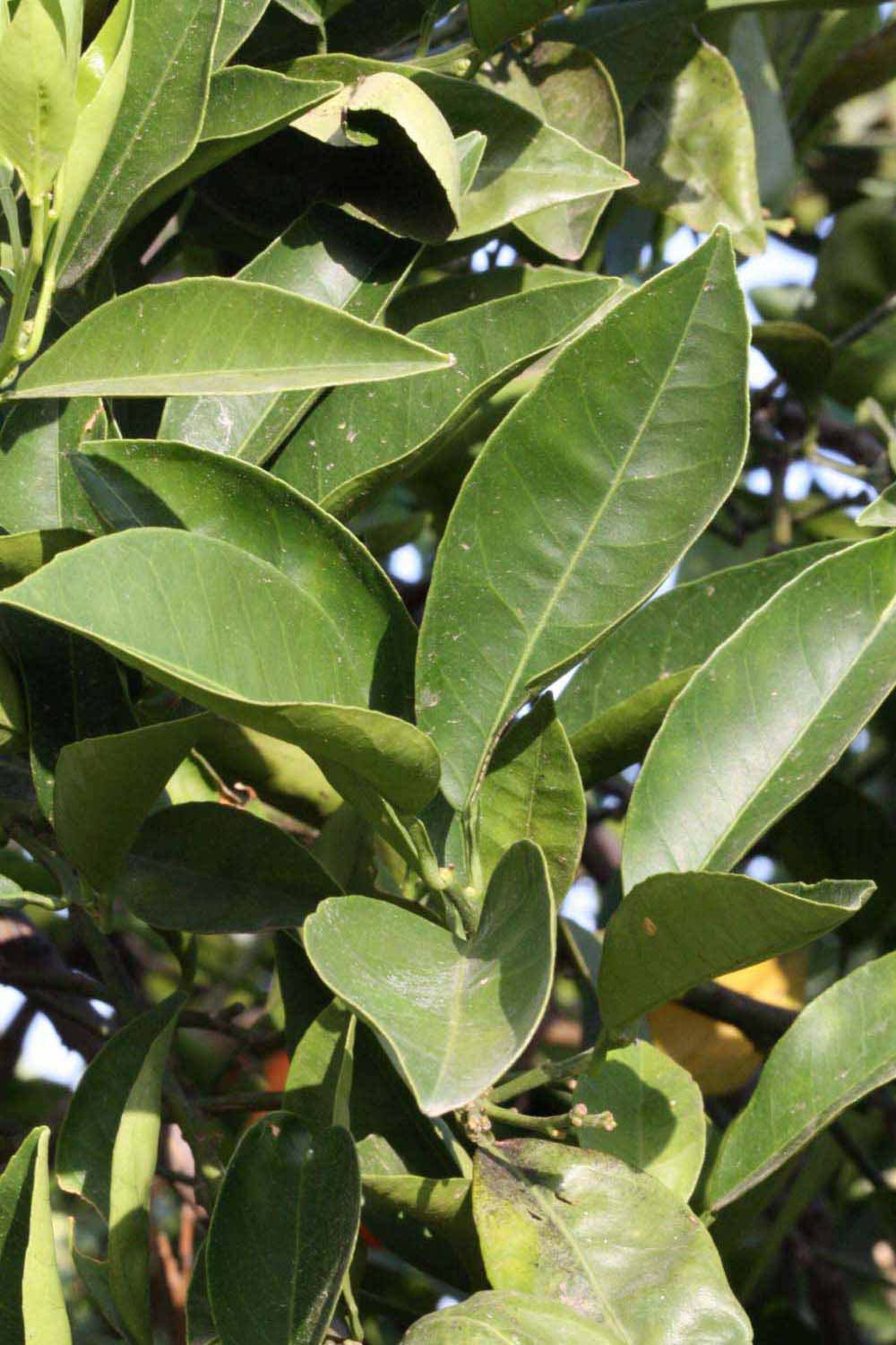              Sun leaves (Riverside, CA)       